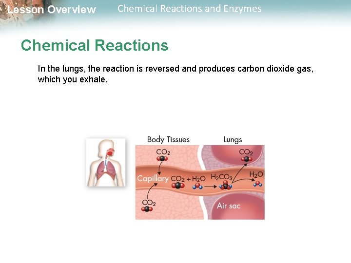 Lesson Overview Chemical Reactions and Enzymes Chemical Reactions In the lungs, the reaction is