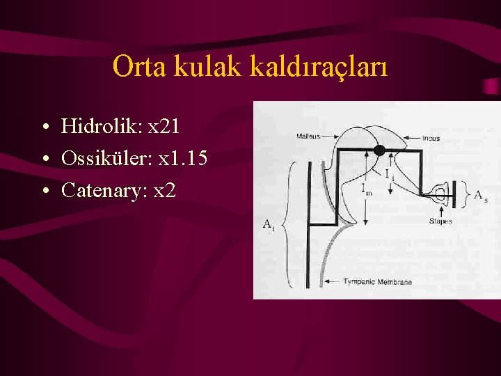 Orta kulak kaldıraçları • Hidrolik: x 21 • Ossiküler: x 1. 15 • Catenary: