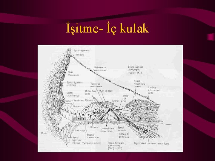 İşitme- İç kulak 