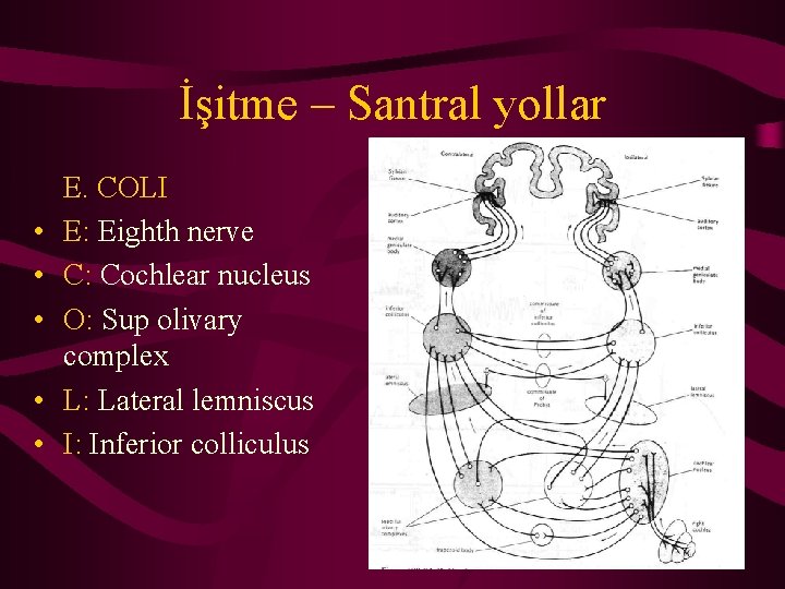 İşitme – Santral yollar • • • E. COLI E: Eighth nerve C: Cochlear