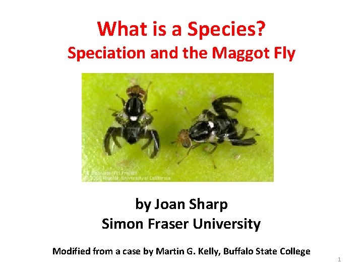 What is a Species? Speciation and the Maggot Fly by Joan Sharp Simon Fraser