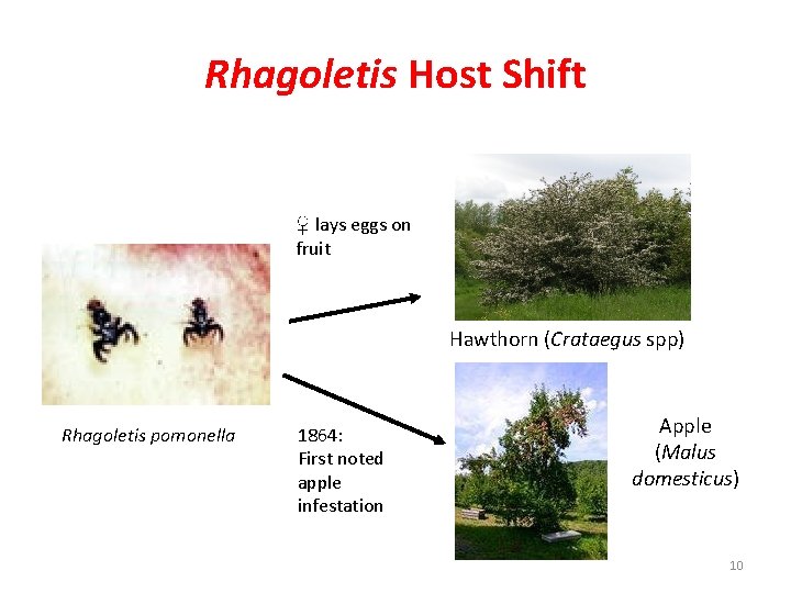Rhagoletis Host Shift ♀ lays eggs on fruit Hawthorn (Crataegus spp) Rhagoletis pomonella 1864: