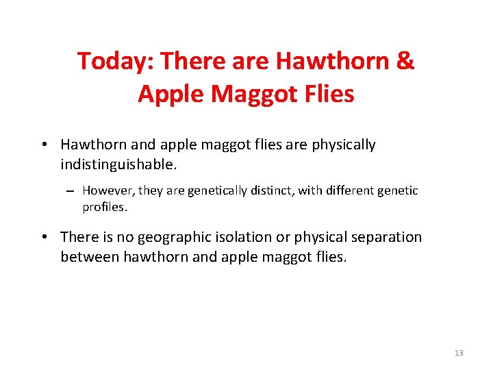 Today: There are Hawthorn & Apple Maggot Flies • Hawthorn and apple maggot flies