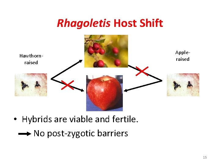 Rhagoletis Host Shift Hawthornraised Appleraised • Hybrids are viable and fertile. No post-zygotic barriers