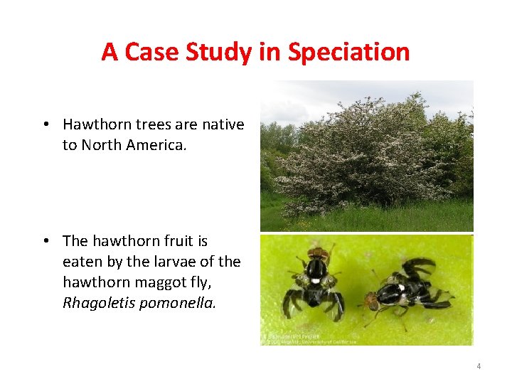 A Case Study in Speciation • Hawthorn trees are native to North America. •