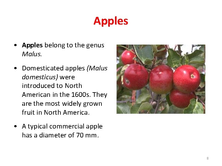 Apples • Apples belong to the genus Malus. • Domesticated apples (Malus domesticus) were