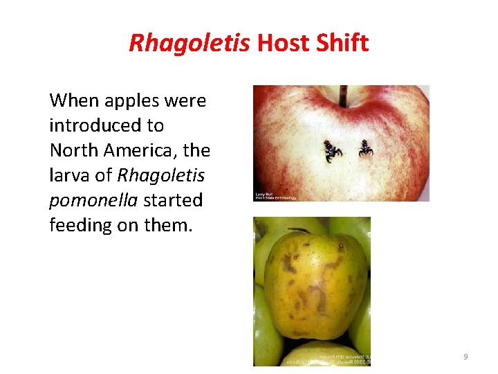 Rhagoletis Host Shift When apples were introduced to North America, the larva of Rhagoletis