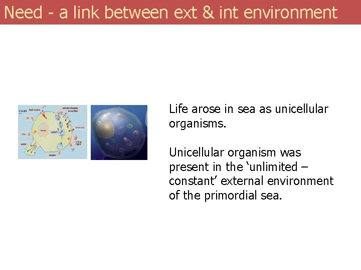 Need - a link between ext & int environment Life arose in sea as