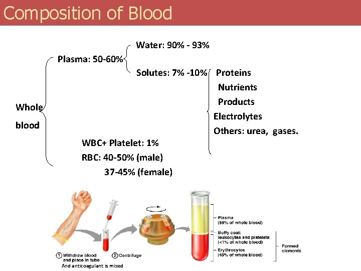 Composition of Blood Water: 90% - 93% Plasma: 50 -60% Whole blood Solutes: 7%