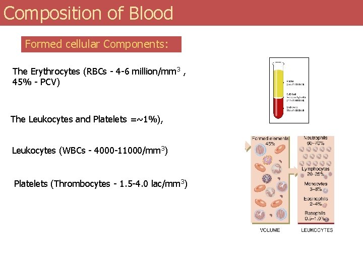 Composition of Blood Formed cellular Components: The Erythrocytes (RBCs - 4 -6 million/mm 3