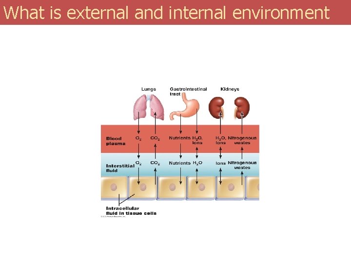 What is external and internal environment 