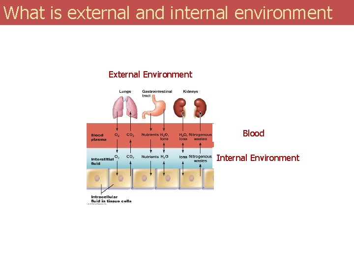 What is external and internal environment External Environment Blood Internal Environment 