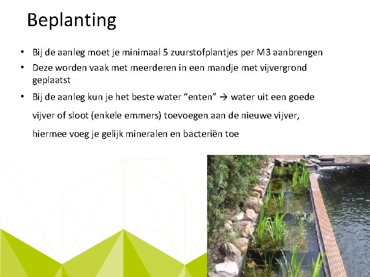 Beplanting • Bij de aanleg moet je minimaal 5 zuurstofplantjes per M 3 aanbrengen