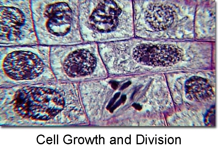 Cell Growth and Division 