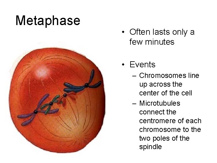 Metaphase • Often lasts only a few minutes • Events – Chromosomes line up