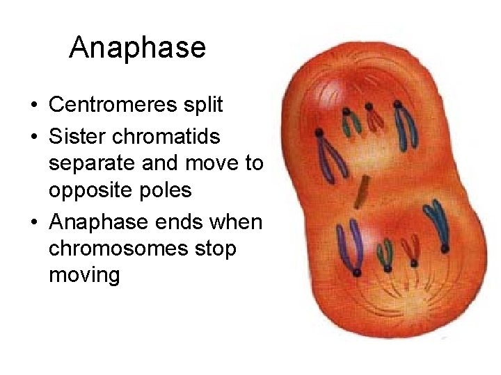 Anaphase • Centromeres split • Sister chromatids separate and move to opposite poles •