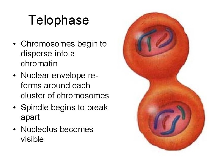 Telophase • Chromosomes begin to disperse into a chromatin • Nuclear envelope reforms around