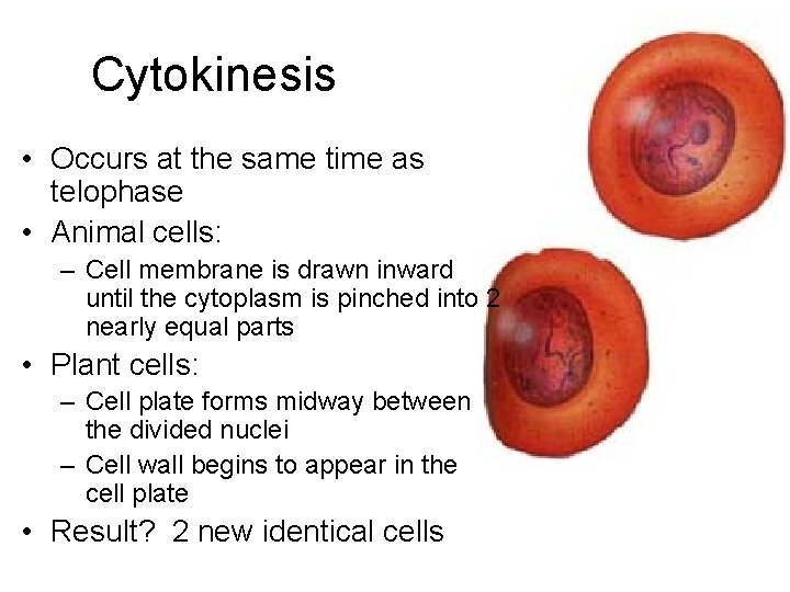 Cytokinesis • Occurs at the same time as telophase • Animal cells: – Cell
