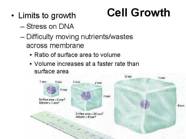  • Limits to growth Cell Growth – Stress on DNA – Difficulty moving