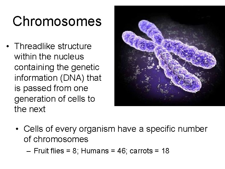 Chromosomes • Threadlike structure within the nucleus containing the genetic information (DNA) that is