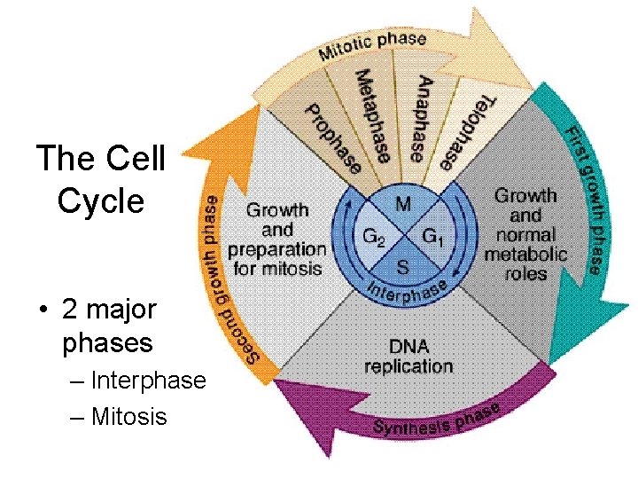 The Cell Cycle • 2 major phases – Interphase – Mitosis 