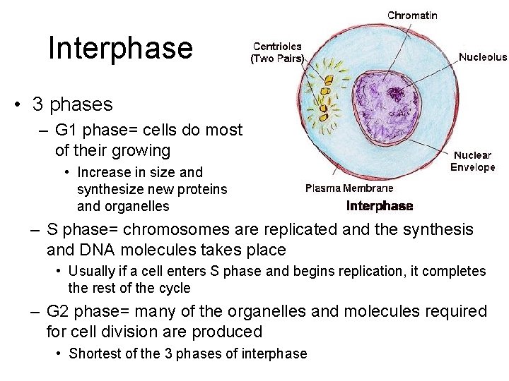 Interphase • 3 phases – G 1 phase= cells do most of their growing