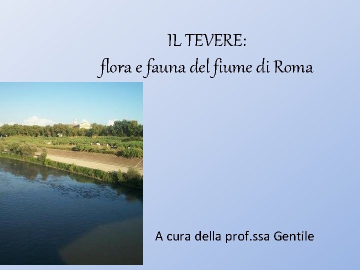 IL TEVERE: flora e fauna del fiume di Roma A cura della prof. ssa