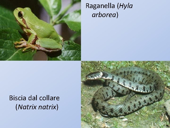 Raganella (Hyla arborea) Biscia dal collare (Natrix natrix) 