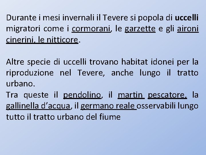 Durante i mesi invernali il Tevere si popola di uccelli migratori come i cormorani,