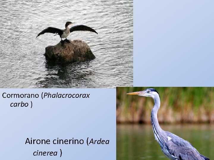 Cormorano (Phalacrocorax carbo ) Airone cinerino (Ardea cinerea ) 