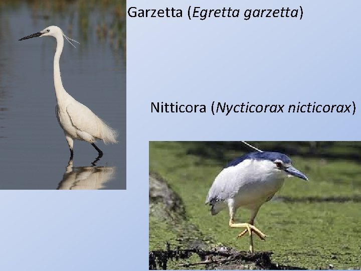 Garzetta (Egretta garzetta) Nitticora (Nycticorax nicticorax) 