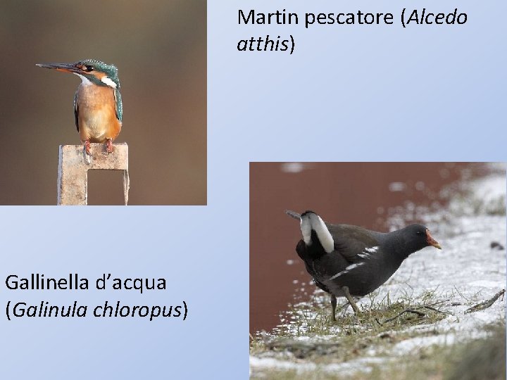 Martin pescatore (Alcedo atthis) Gallinella d’acqua (Galinula chloropus) 