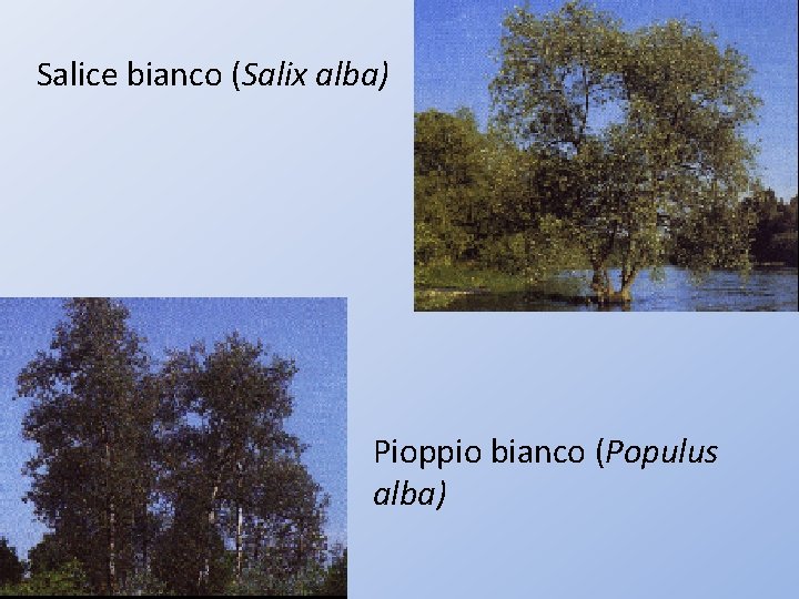 Salice bianco (Salix alba) Pioppio bianco (Populus alba) 