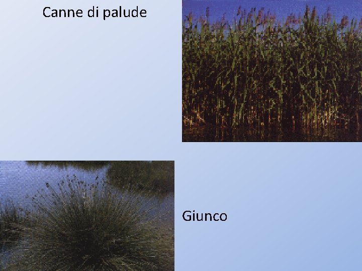 Canne di palude Giunco 