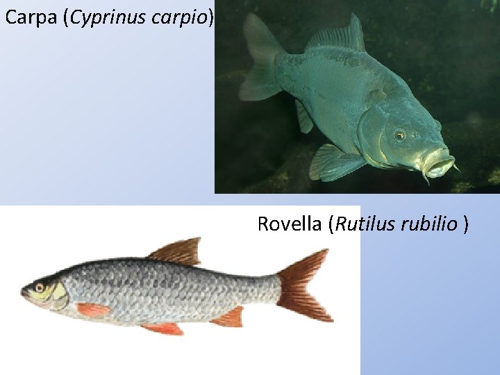 Carpa (Cyprinus carpio) Rovella (Rutilus rubilio ) 