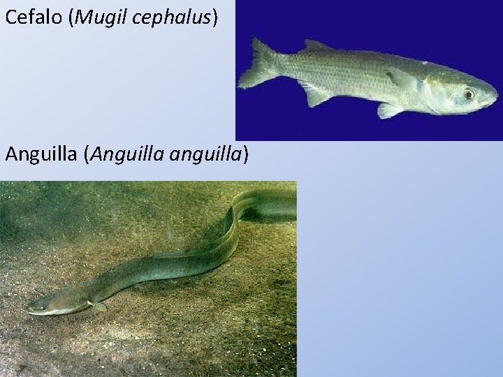 Cefalo (Mugil cephalus) Anguilla (Anguilla anguilla) 