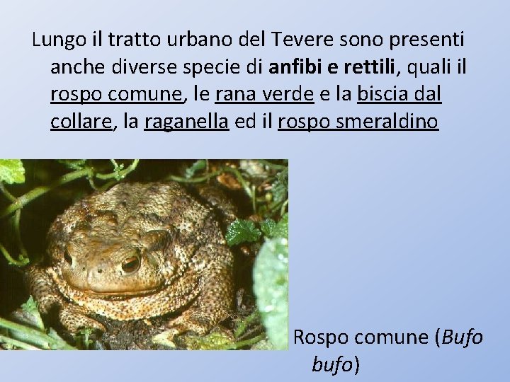 Lungo il tratto urbano del Tevere sono presenti anche diverse specie di anfibi e