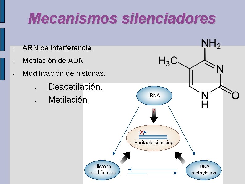 Mecanismos silenciadores ARN de interferencia. Metilación de ADN. Modificación de histonas: Deacetilación. Metilación. 