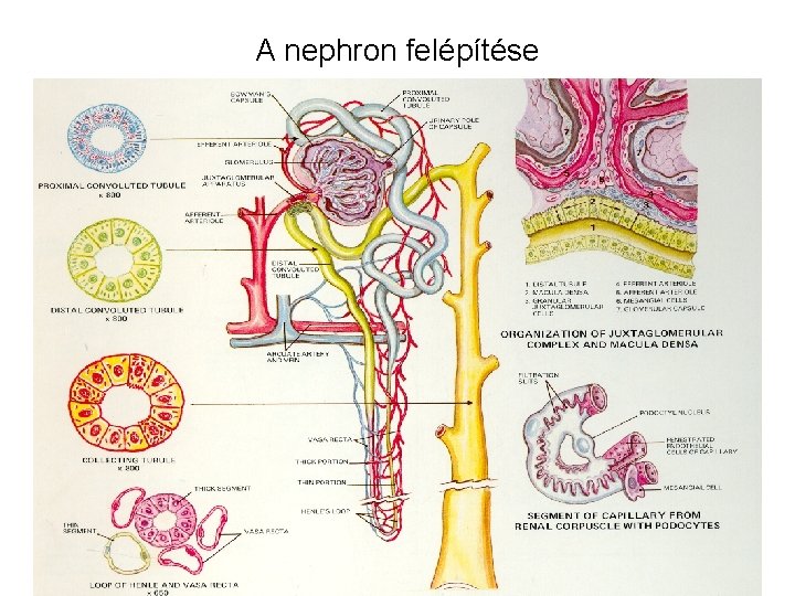 A nephron felépítése 