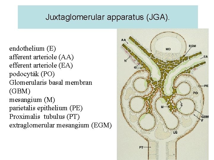 Juxtaglomerular apparatus (JGA). endothelium (E) afferent arteriole (AA) efferent arteriole (EA) podocyták (PO) Glomerularis