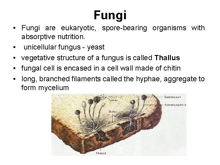 Fungi • Fungi are eukaryotic, spore-bearing organisms with absorptive nutrition. • unicellular fungus -