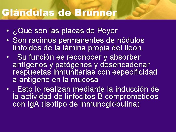 Glándulas de Brunner • ¿Qué son las placas de Peyer • Son racimos permanentes