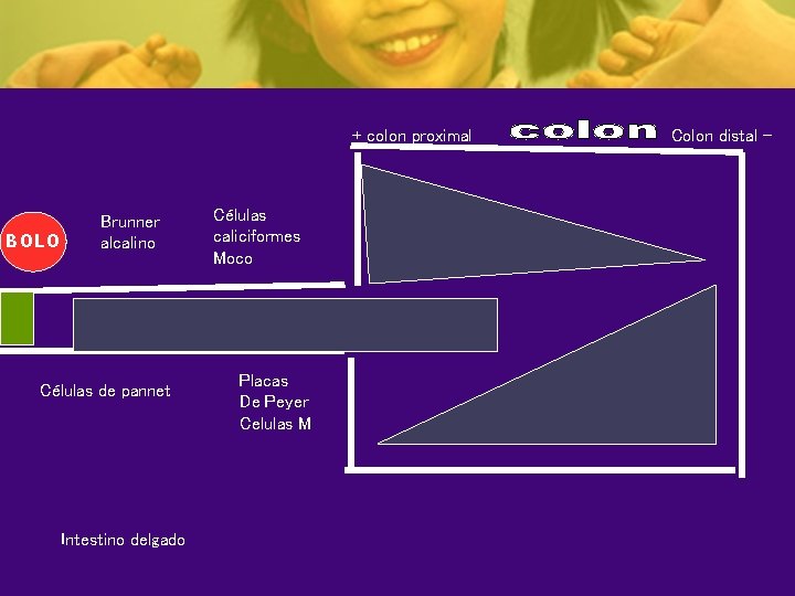 + colon proximal BOLO Brunner alcalino Células de pannet Intestino delgado Colon distal -