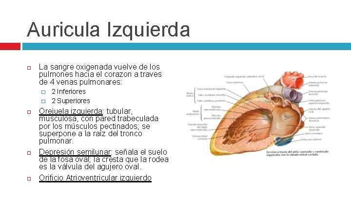 Auricula Izquierda La sangre oxigenada vuelve de los pulmones hacia el corazon a traves