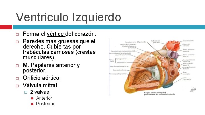 Ventriculo Izquierdo Forma el vértice del corazón. Paredes mas gruesas que el derecho. Cubiertas