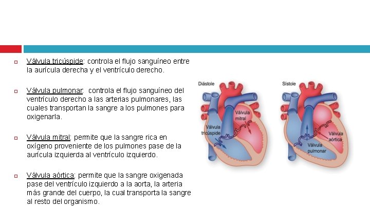  Válvula tricúspide: controla el flujo sanguíneo entre la aurícula derecha y el ventrículo