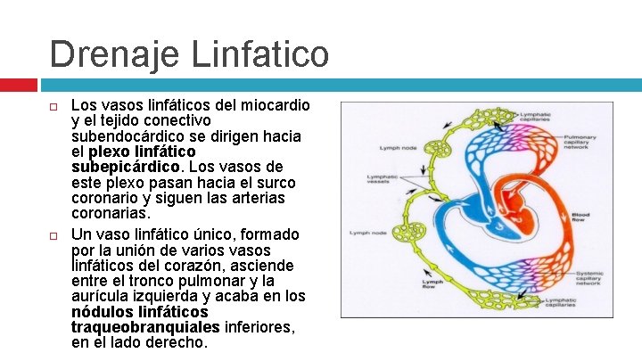 Drenaje Linfatico Los vasos linfáticos del miocardio y el tejido conectivo subendocárdico se dirigen