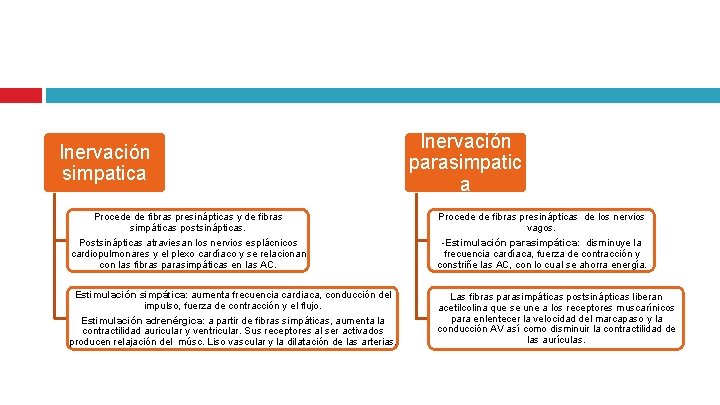 Inervación simpatica Inervación parasimpatic a Procede de fibras presinápticas y de fibras simpáticas postsinápticas.