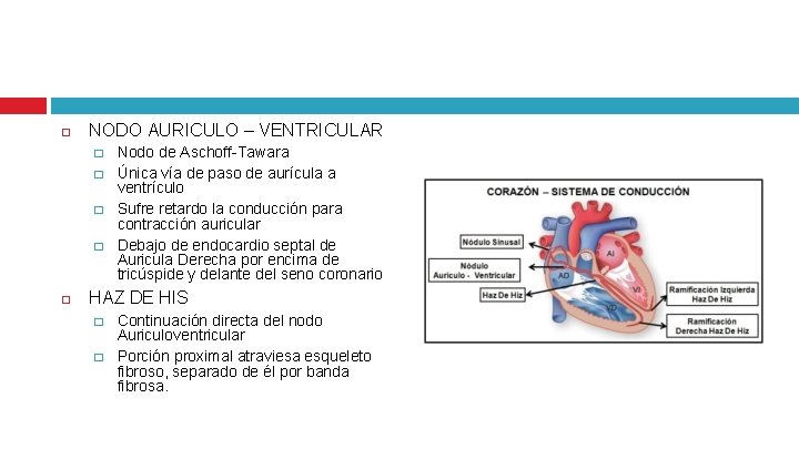  NODO AURICULO – VENTRICULAR � � Nodo de Aschoff-Tawara Única vía de paso