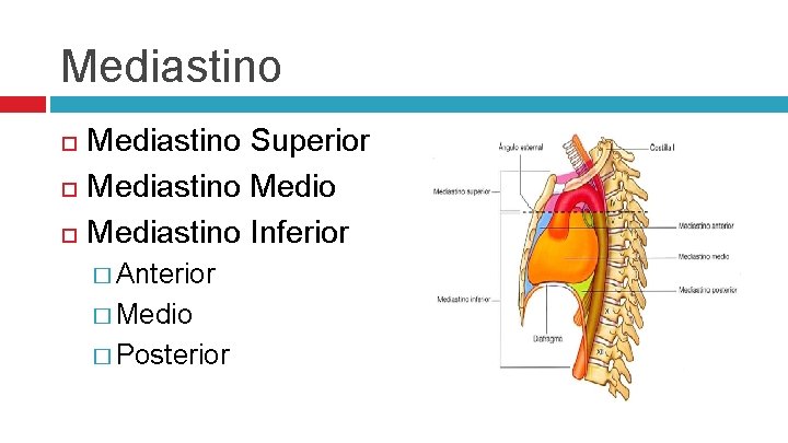 Mediastino Superior Mediastino Inferior � Anterior � Medio � Posterior 